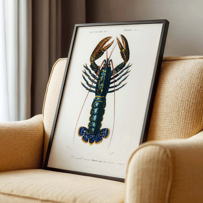 Crimson Crawfish Palemon Ornatum scientific marine life illustration by Charles Dessalines D Orbigny poster artwork, framed and displayed in modern living room decor