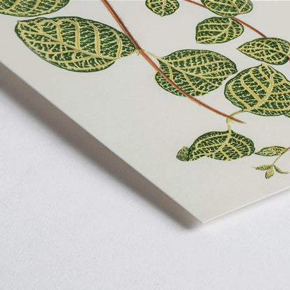 Closeup detail of Botanical illustration poster of Lonicera Brachypoda by Shirley Hibberd featuring green and yellow variegated leaves