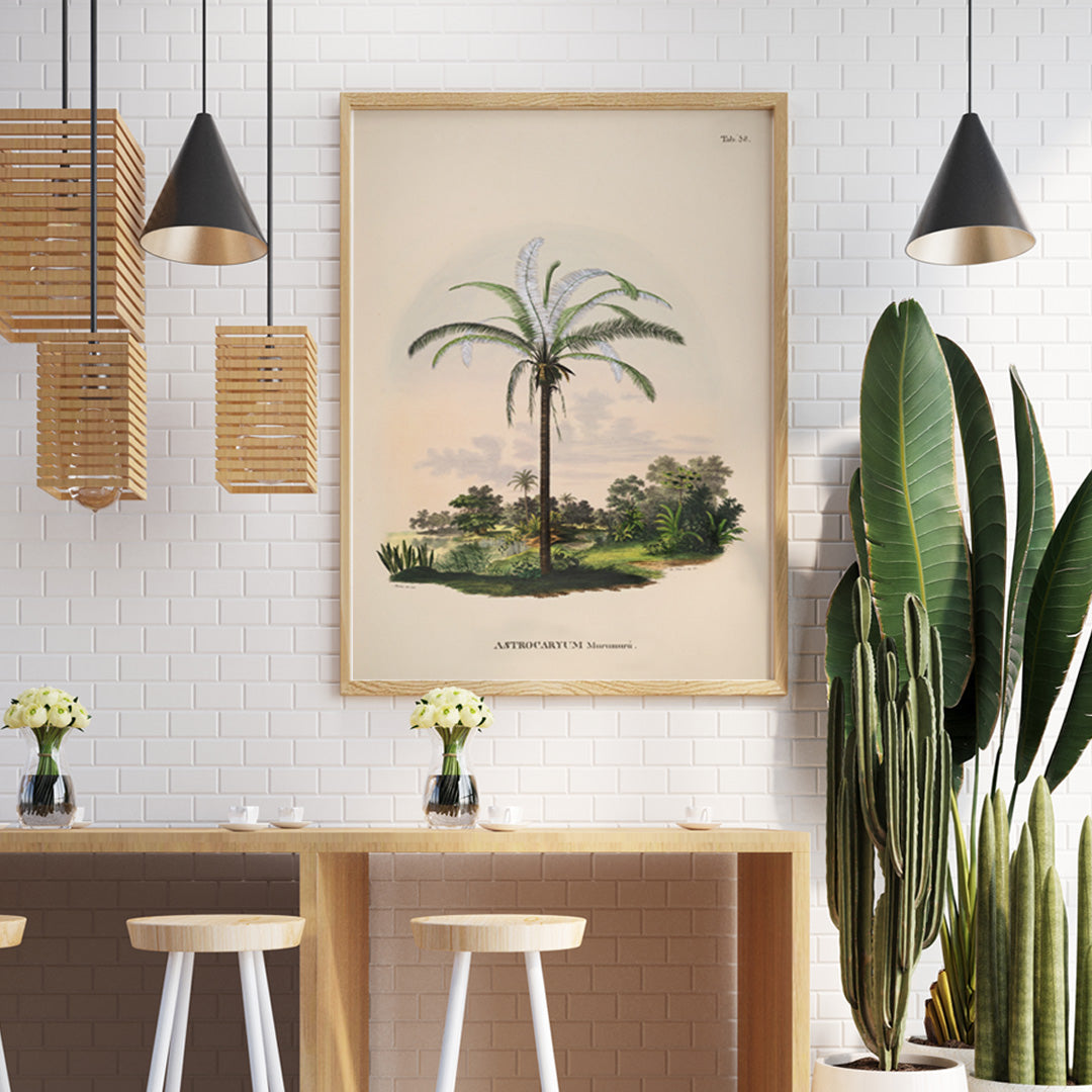 Astrocaryum Murumuru palm tree illustration and landscape poster by Carl Friedrich Philipp von Martius from Historia Naturalis Palmarum, framed and displayed in home decor