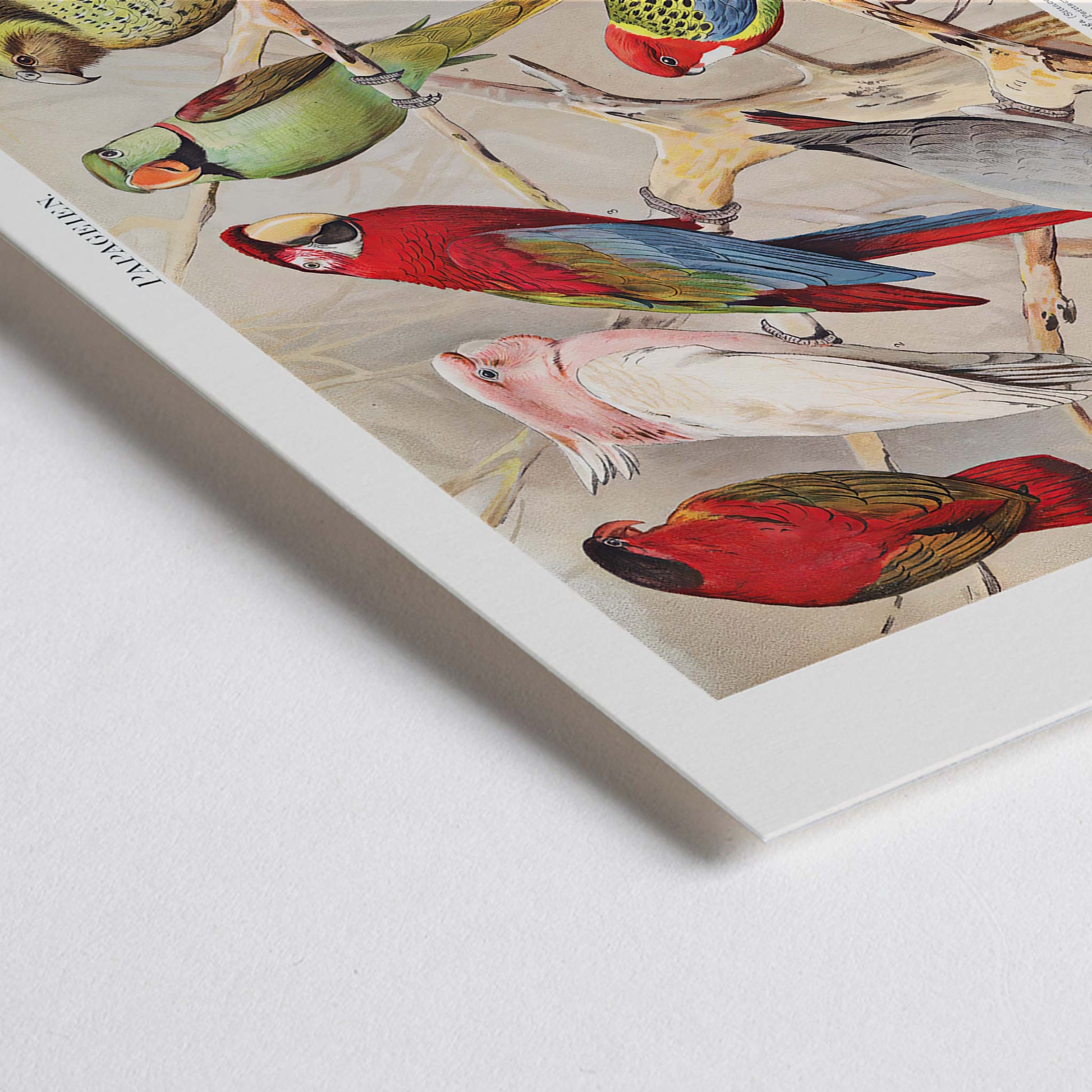 Closeup detail of Colorful parrots perched on branches Papagein I artwork by Institut of Leipzig vintage illustration poster