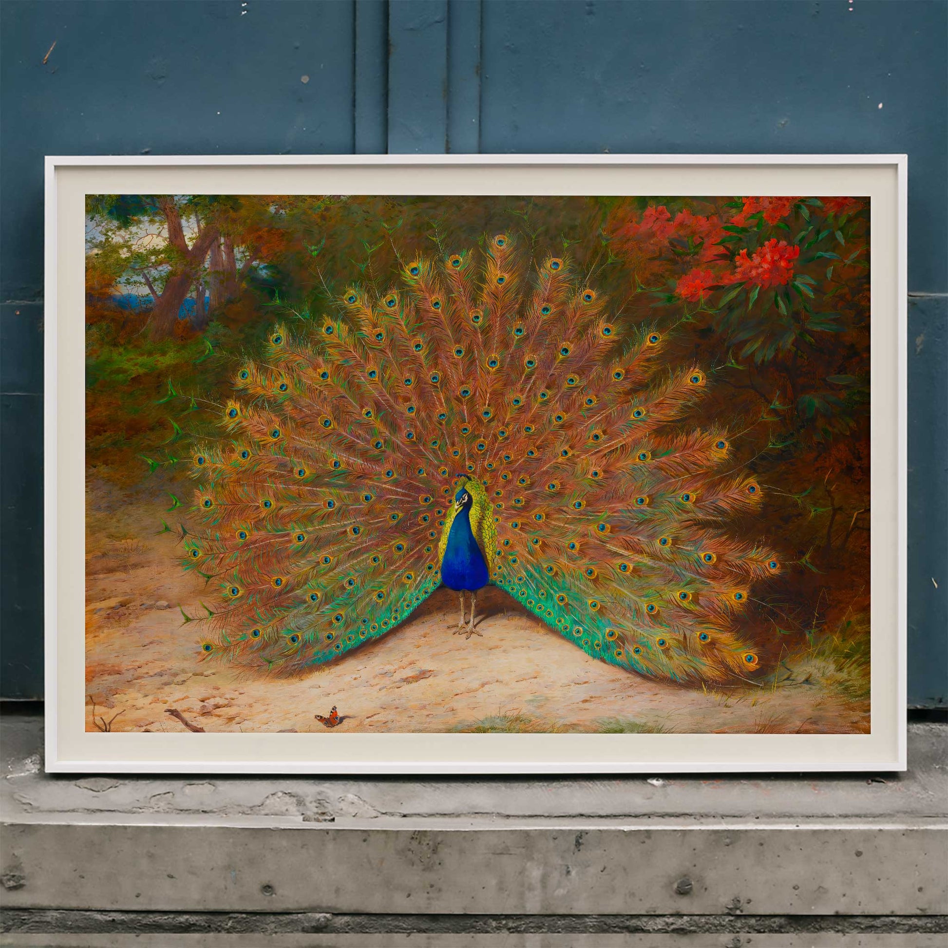 Colorful peacock with open feathers and butterfly in garden art poster vibrant tail feathers natural setting artwork Peacock And Peacock Butterfly by Archibald Thorburn, framed and displayed in home decor
