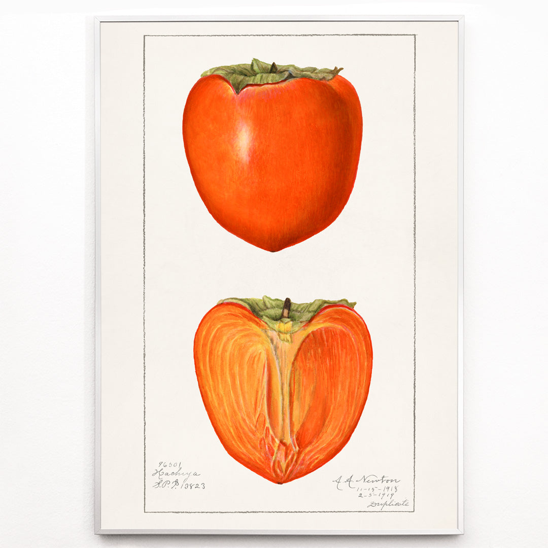Closeup detail of Vintage persimmons illustration by Amanda Almira Newton featuring botanical artwork of whole and halved persimmons and a detailed persimmon fruit poster
