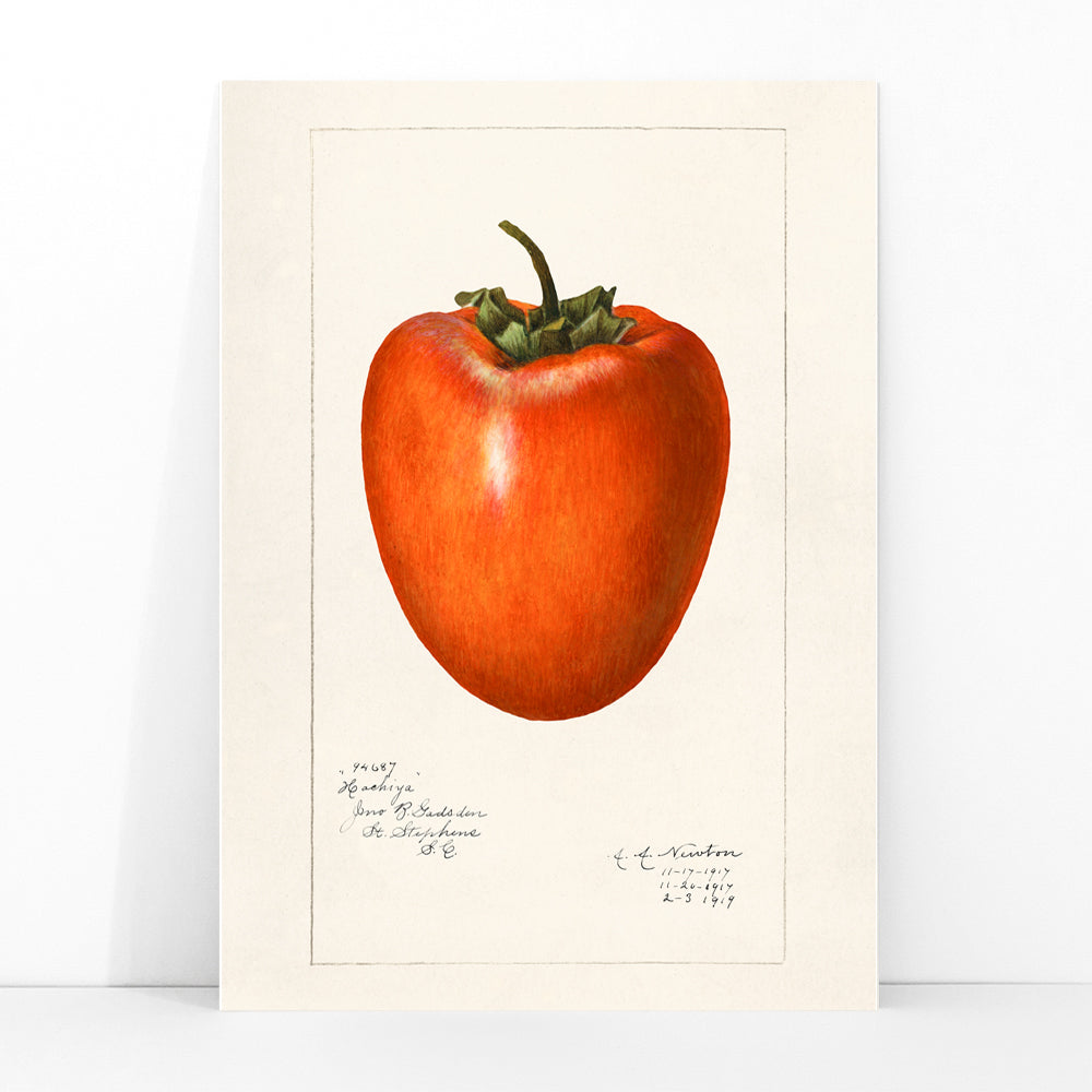 Vintage persimmon illustration by Amanda Almira Newton detailed botanical drawing and poster with botanical art style on white background, framed and displayed in modern living room decor