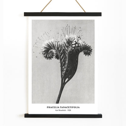 , with wooden magnetic frame on white background