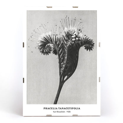 , framed and displayed in modern living room decor