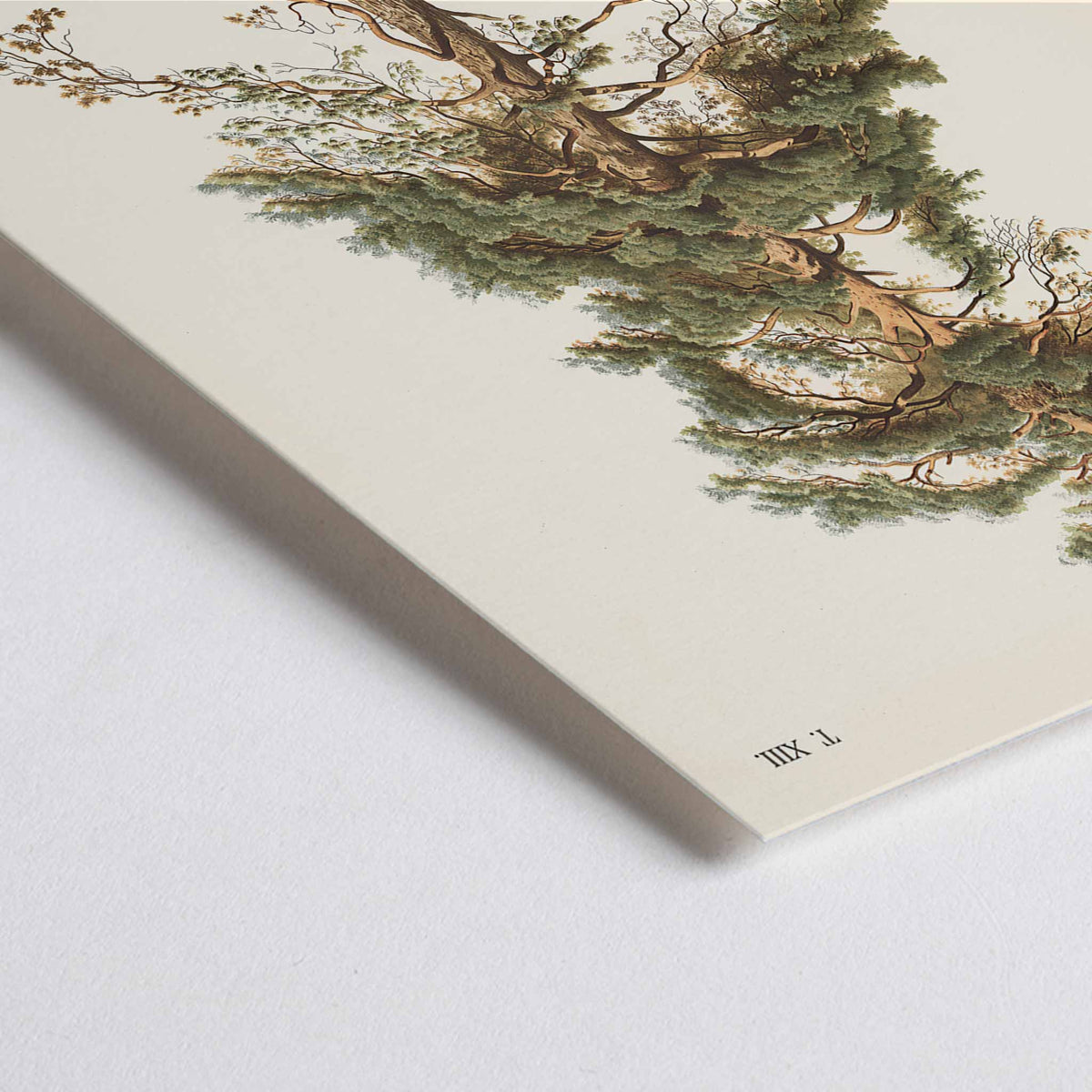 Closeup detail of Johann Kautsky Pine Tree Botanical Illustration poster with mature pine, needles, cones and young sapling