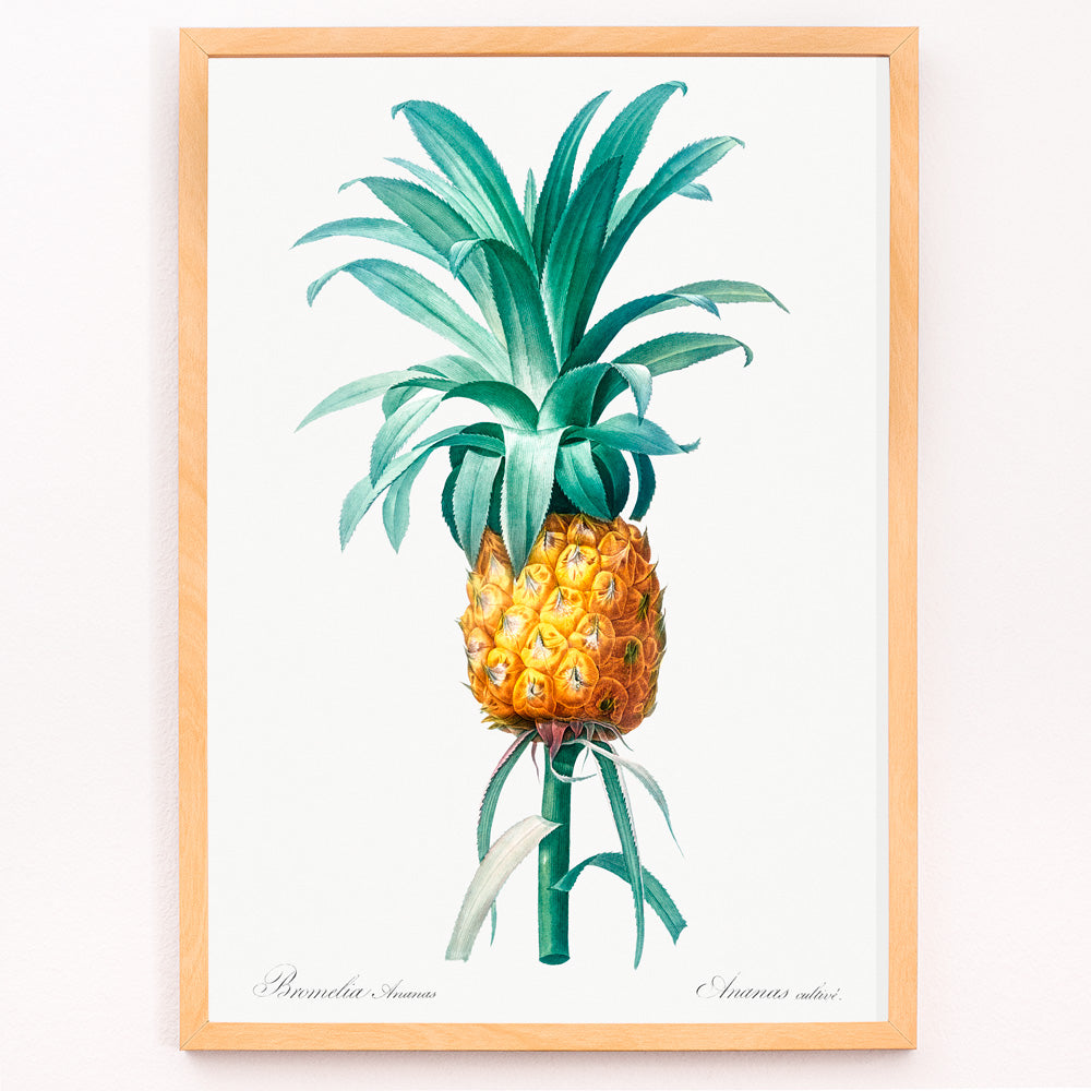 Closeup detail of Vintage pineapple botanical artwork and poster featuring a botanical pineapple illustration by Pierre-Joseph Redoute from Les liliacees ideal for wall art decor