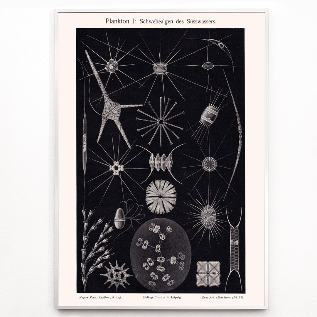 Closeup detail of Detailed black and white illustration of freshwater plankton organisms scientific artwork Plankton II by The Institute of Liepzig poster
