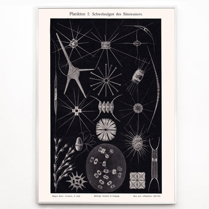 Closeup detail of Detailed black and white illustration of freshwater plankton organisms scientific artwork Plankton II by The Institute of Liepzig poster