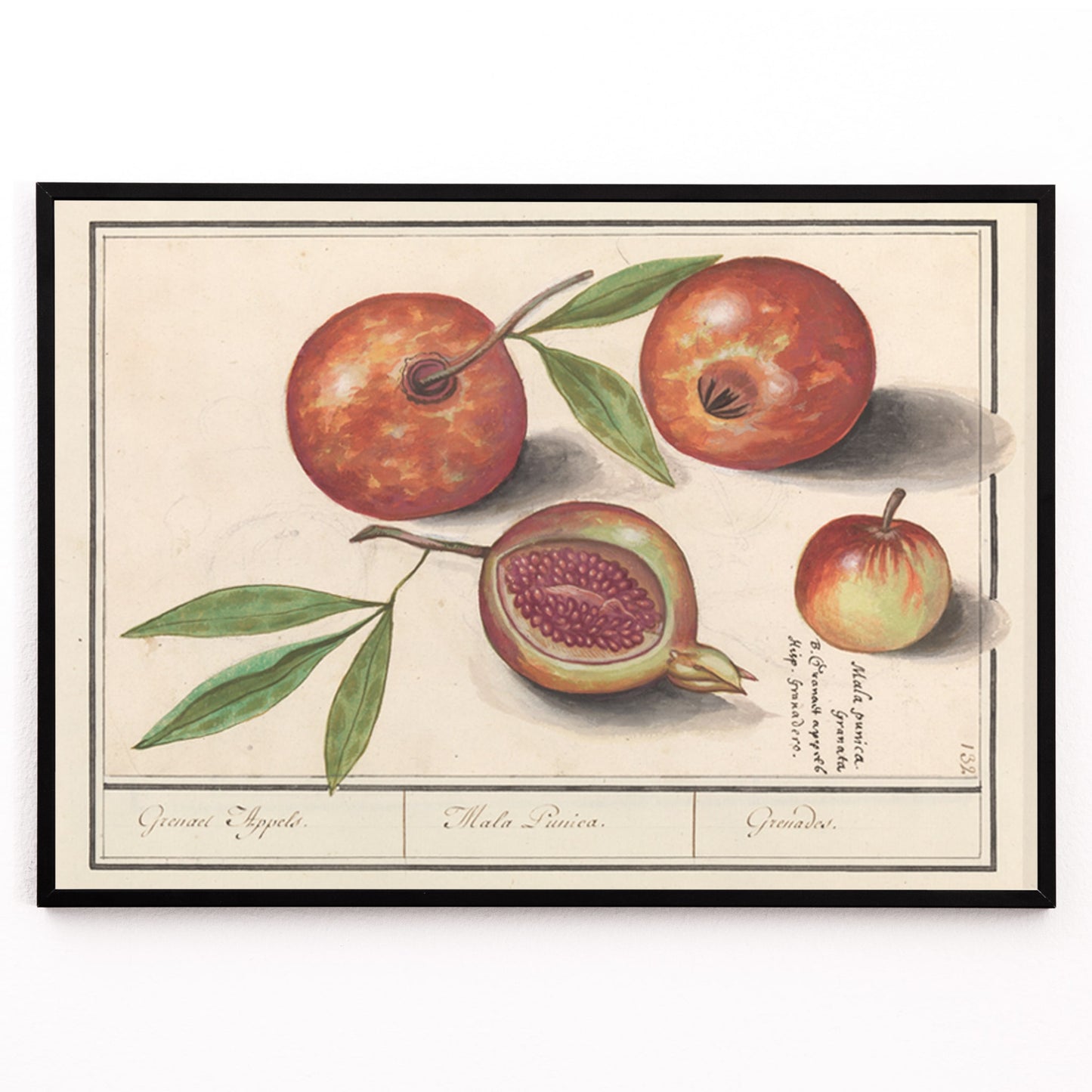 Closeup detail of Botanical illustration and poster of pomegranates with leaves titled Pomegranate by Anselmus Boëtius de Boodt