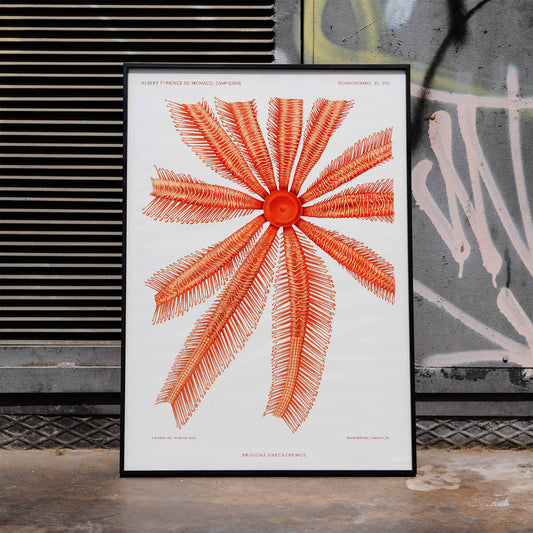 Brisingidae starfish illustration by Albert I Prince of Monaco from Resultats des Campagnes Scientifiques poster and framed artwork, framed and displayed in home decor