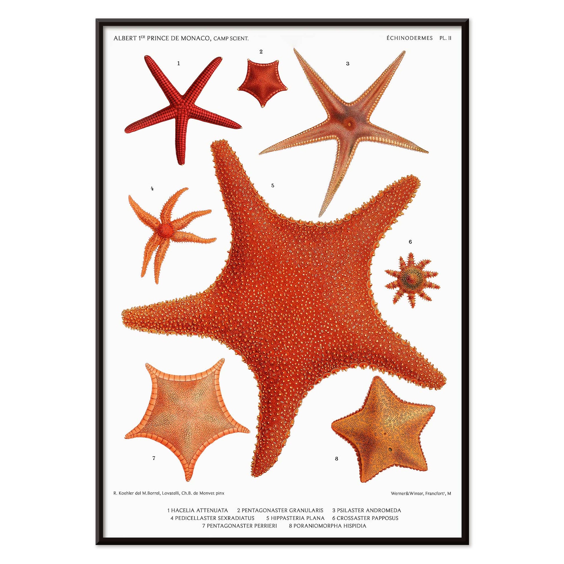 Starfish varieties illustration poster by Albert I Prince of Monaco from Resultats des Campagnes Scientifiques featuring detailed scientific drawings, with black aluminium frame on white background
