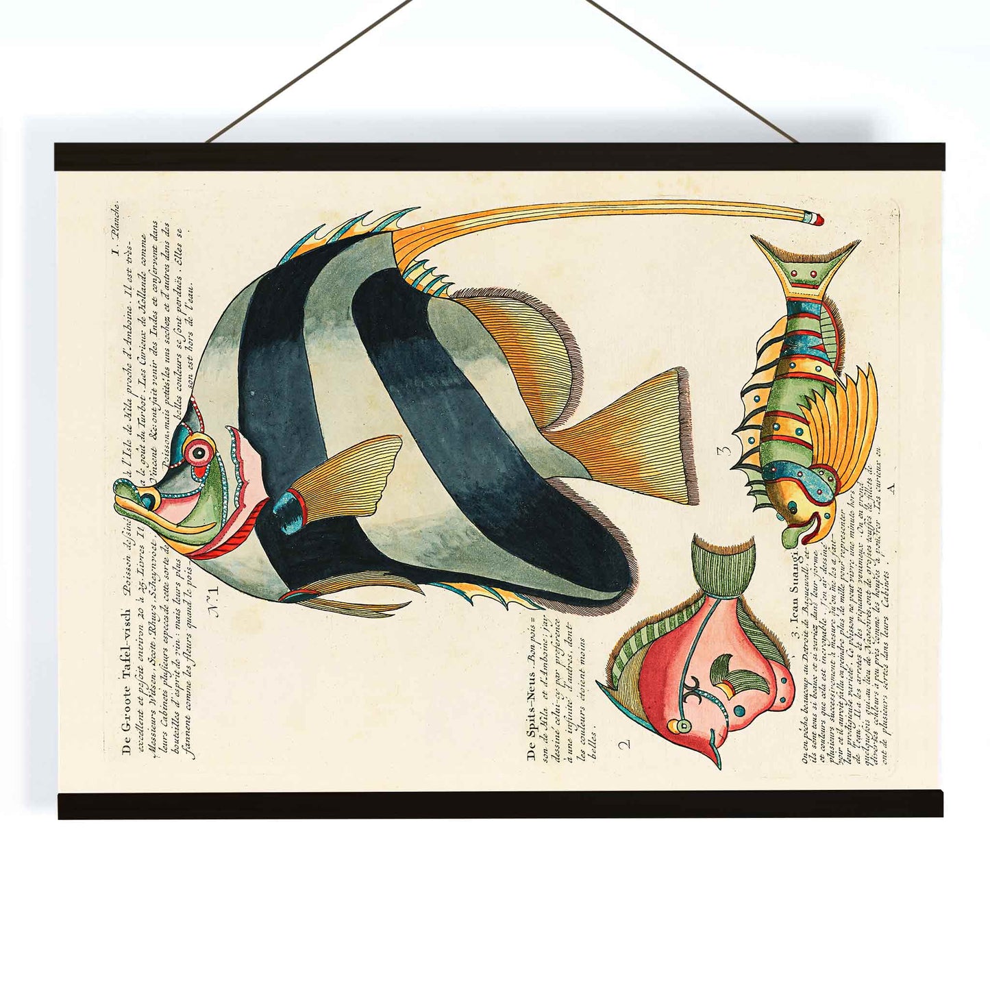 Colourful surreal fish illustrations and poster by Louis Renard from Histoire naturelle des plus rares curiositez de la mer des Indes, with wooden magnetic frame on white background