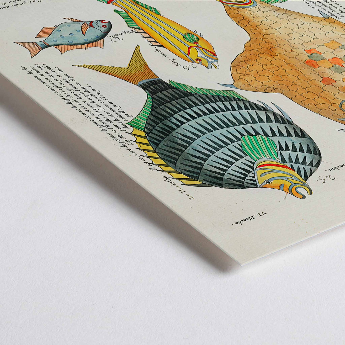 Closeup detail of Colourful surreal fish illustrations by Louis Renard from Histoire naturelle des plus rares curiositez de la mer poster