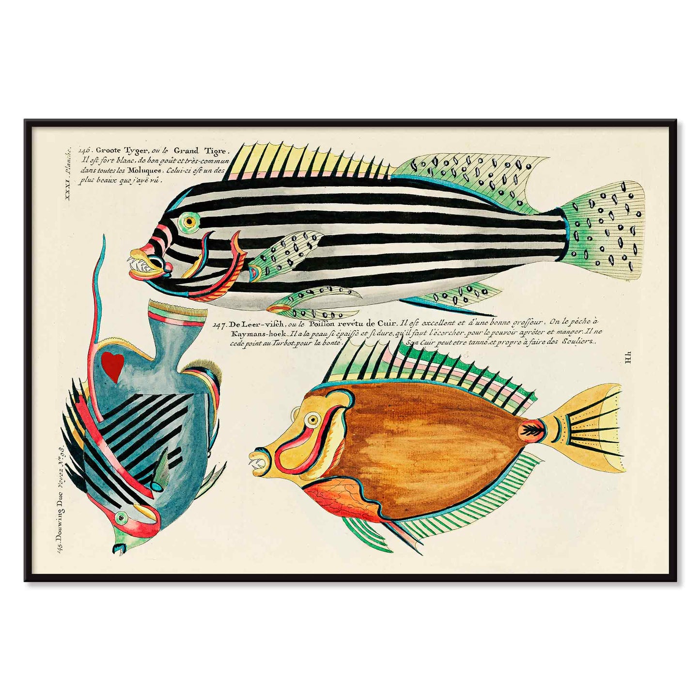Colourful surreal illustrations of Moluccas and East Indies fishes by Louis Renard from Histoire naturelle des plus rares curiositez de la mer des Indes vibrant aquatic life poster, with black aluminium frame on white background