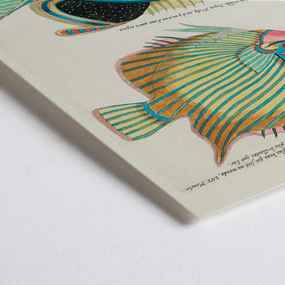 Closeup detail of Colorful surreal fish illustrations poster by Louis Renard from Histoire naturelle des plus rares curiositez de la mer des Indes Moluccas and East Indies