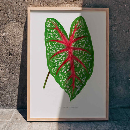 Green Caladium Chantini poster from Les Plantes a Feuillage Colore illustrated by Benjamin Fawsett showing vibrant green leaf with red veins, framed and displayed in home decor
