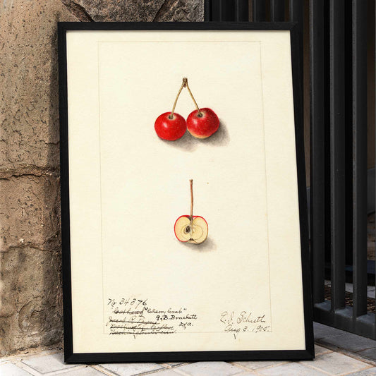Watercolor illustration by Ellen Isham Schutt of Malus Cherry Crab showing two whole cherries and one halved cherry poster, framed and displayed in home decor