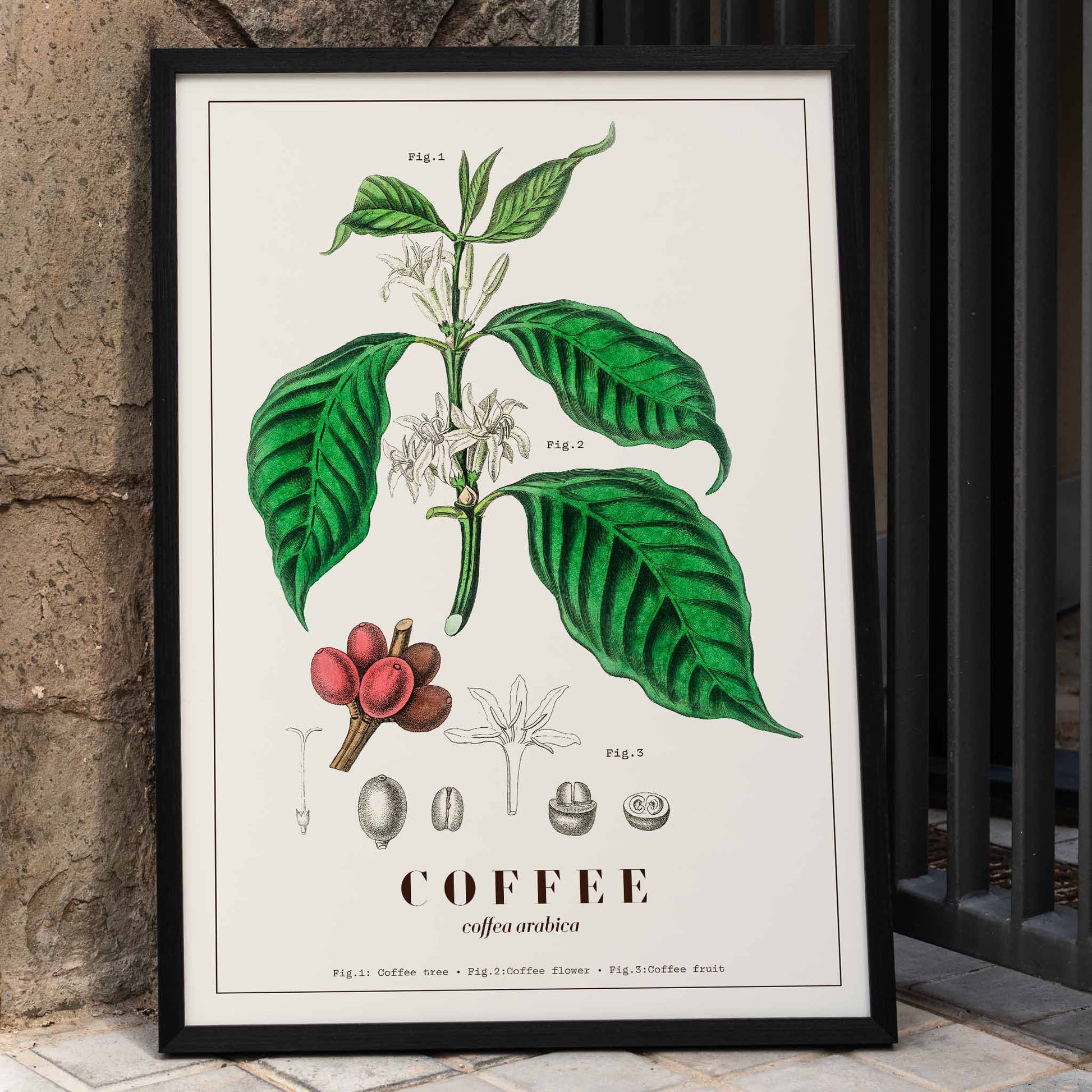 Botanical illustration and poster of Coffea arabica plant by John Stephenson featuring detailed coffee tree leaves and fruits, framed and displayed in home decor
