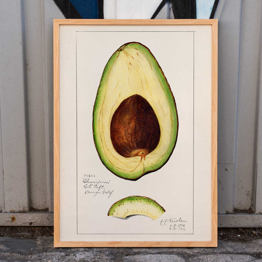 Botanical illustration of avocado fruit and sliced avocado by Amanda Almira Newton Avocado Persea wall art decor poster, framed and displayed in home decor