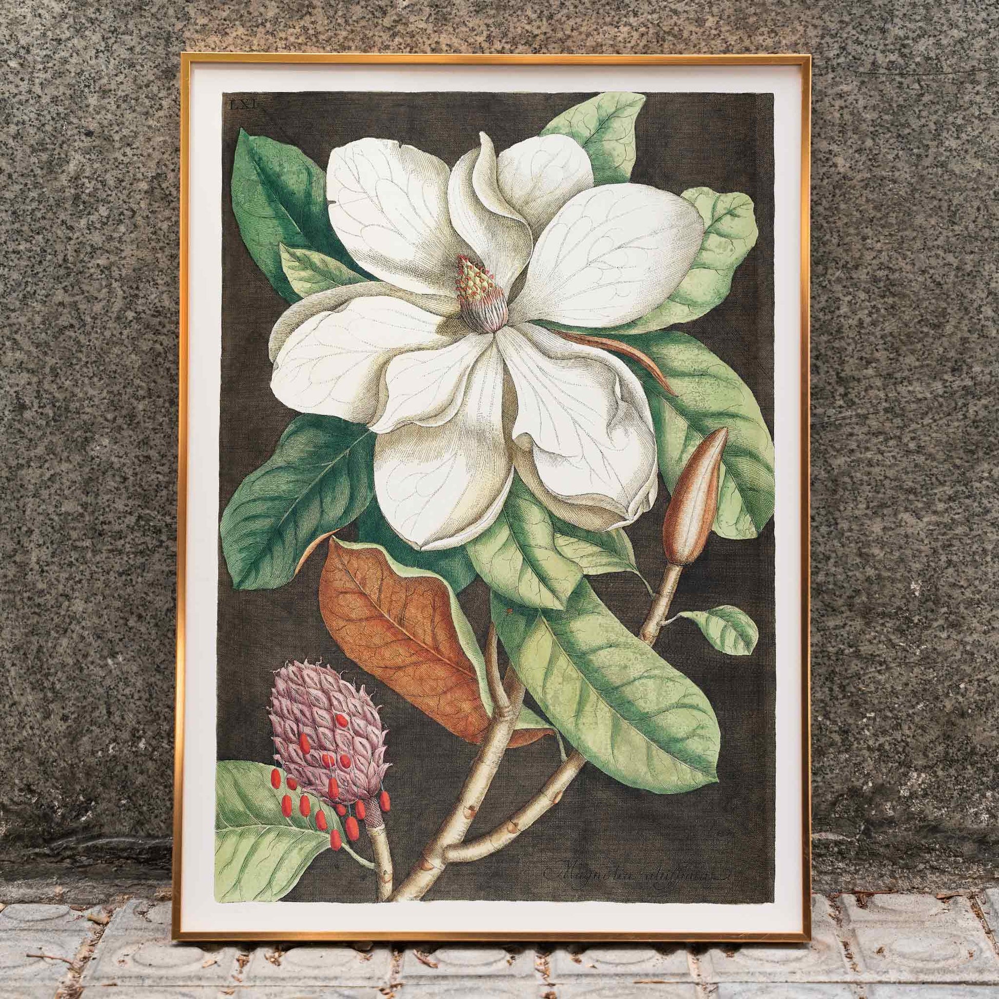 Laurel Tree Magnolia altissima botanical illustration and poster from The natural history of Carolina Florida and the Bahama Islands by Mark Catesby, framed and displayed in home decor