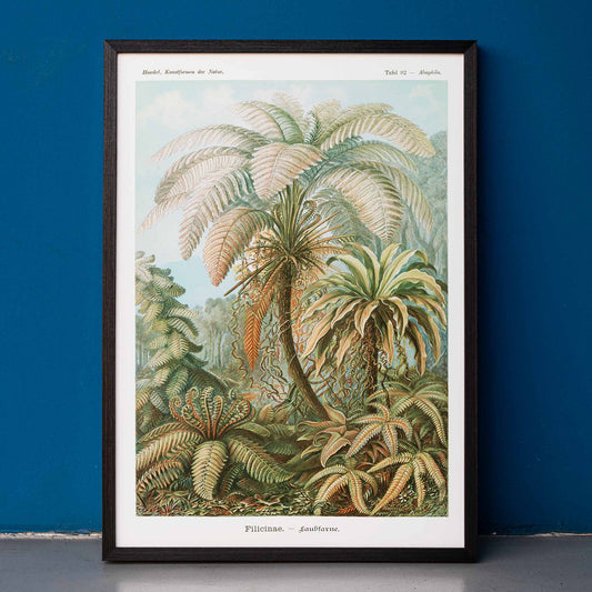 Detailed illustration and poster of ferns and lush foliage from Filicinae Laubfarne by Ernst Haeckel with botanical patterns, framed and displayed in home decor