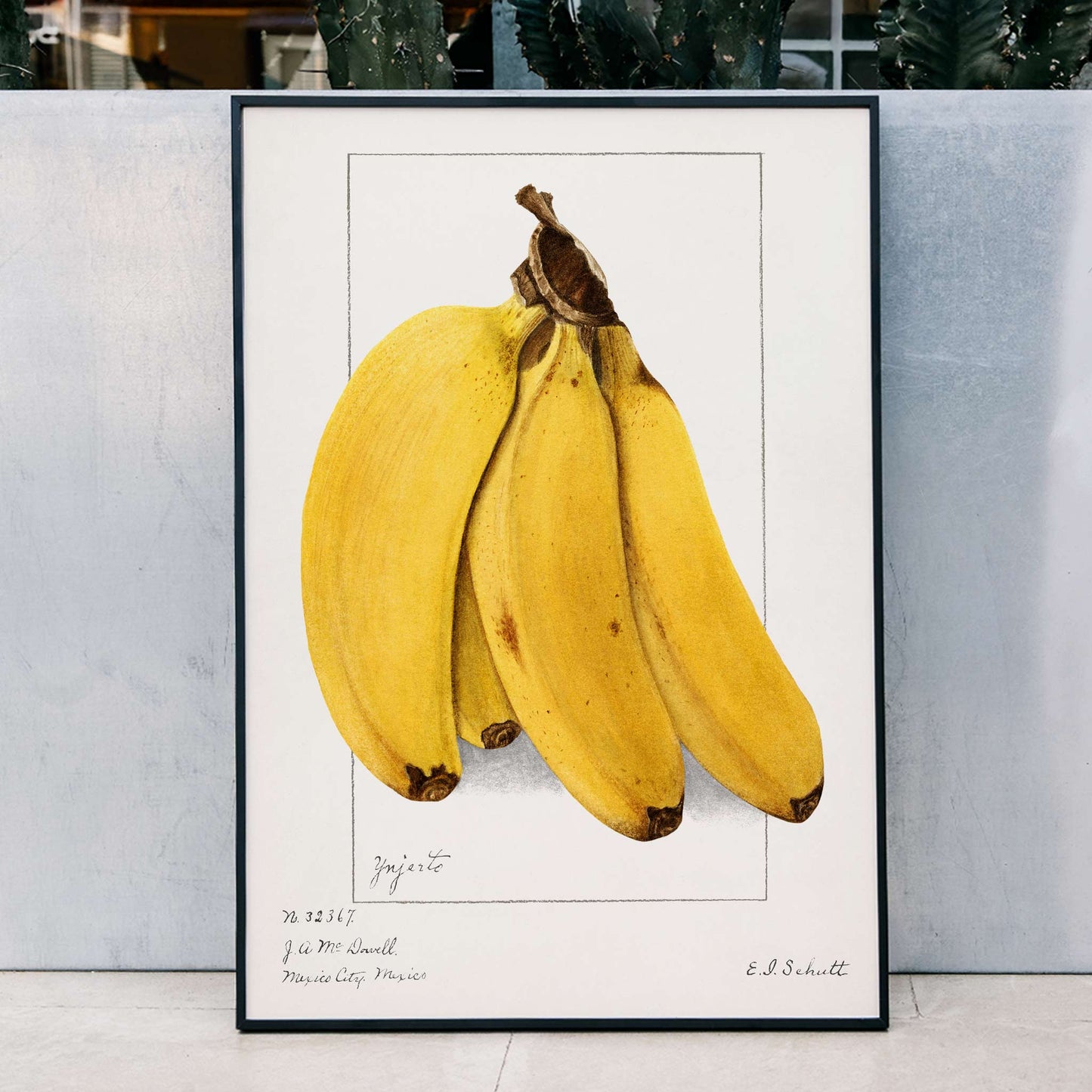 Botanical artwork of ripe yellow bananas Musa by Ellen Isham Schutt realistic illustration and poster suitable for botanical decor, framed and displayed in home decor