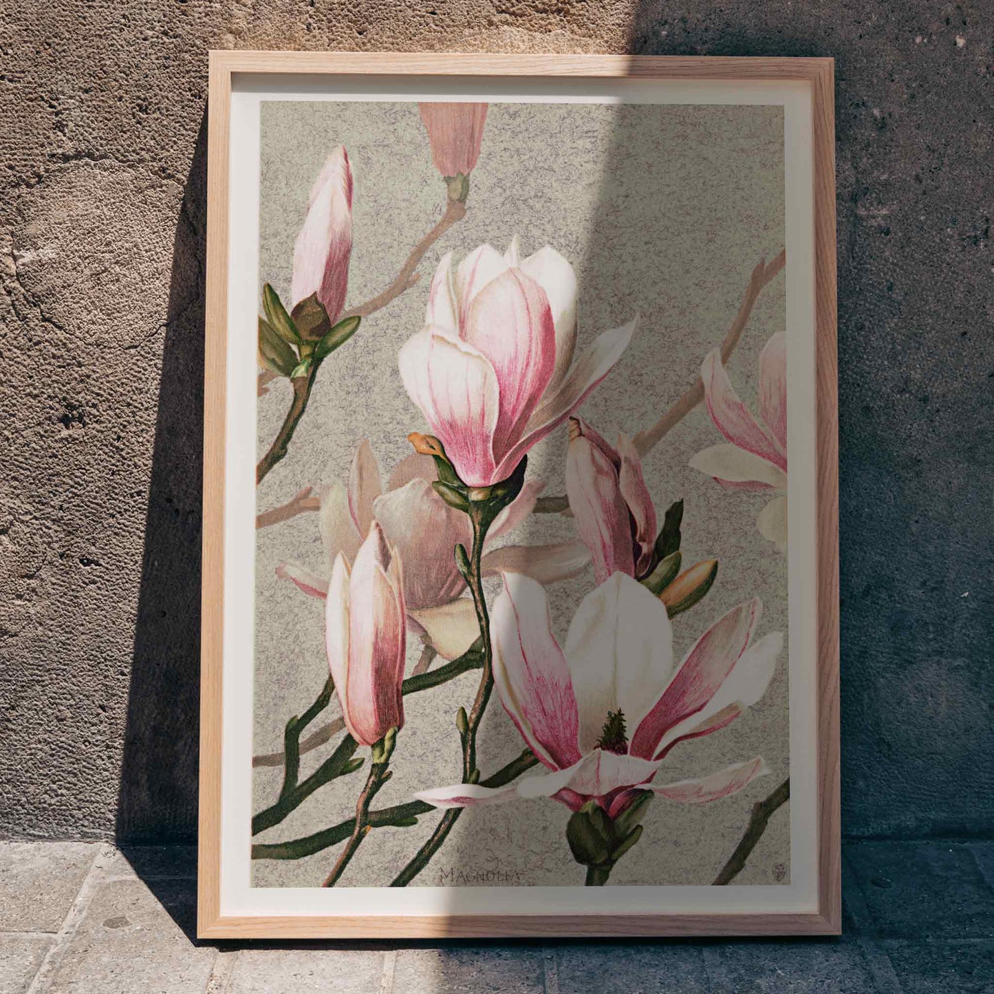 Magnolia flower botanical art print and poster in high resolution by L Prang and Co featuring detailed pink and white magnolia flowers, framed and displayed in home decor
