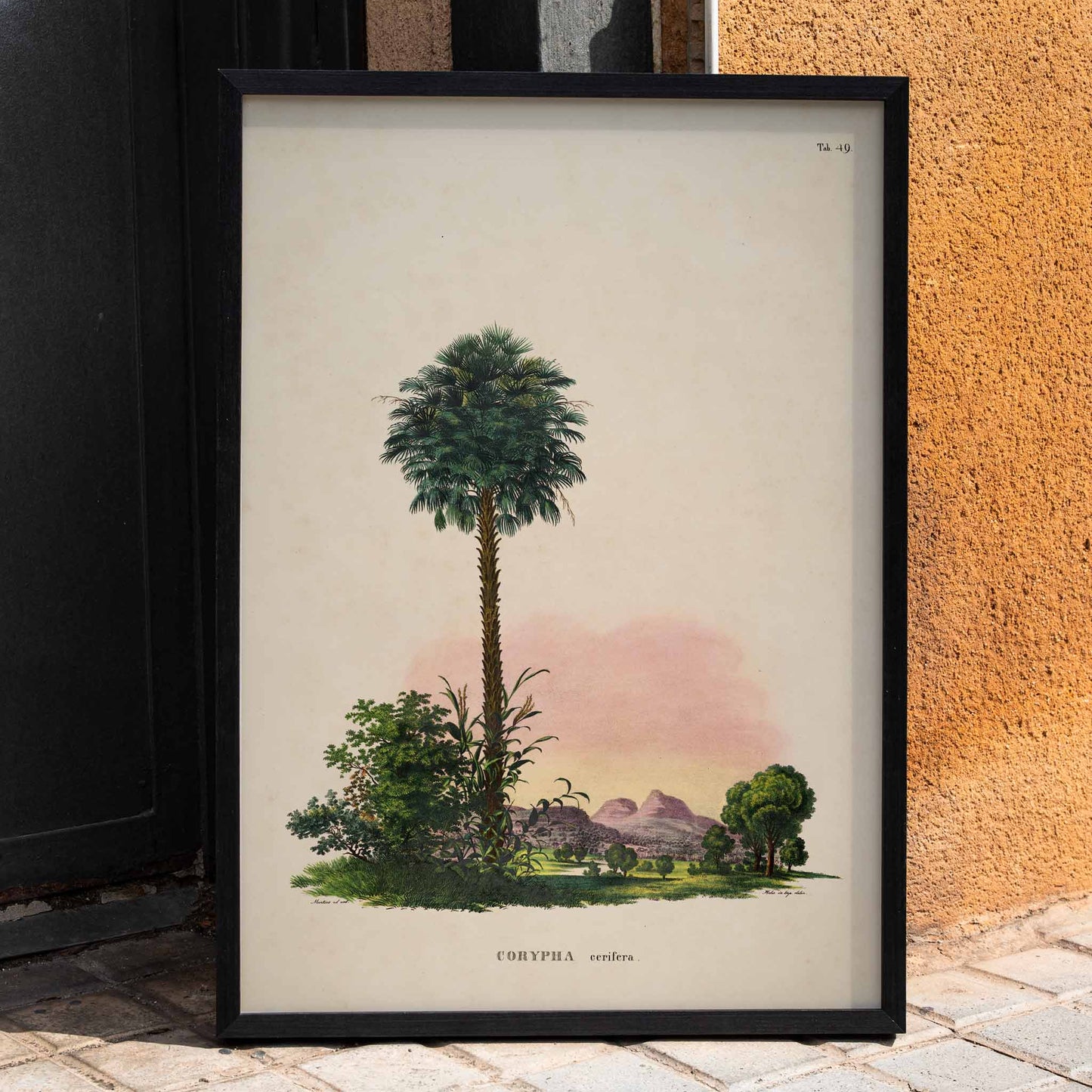 Botanical illustration and poster of Corypha cerifera palm tree by Carl Friedrich Philipp von Martius from Historia Naturalis Palmarum, framed and displayed in home decor