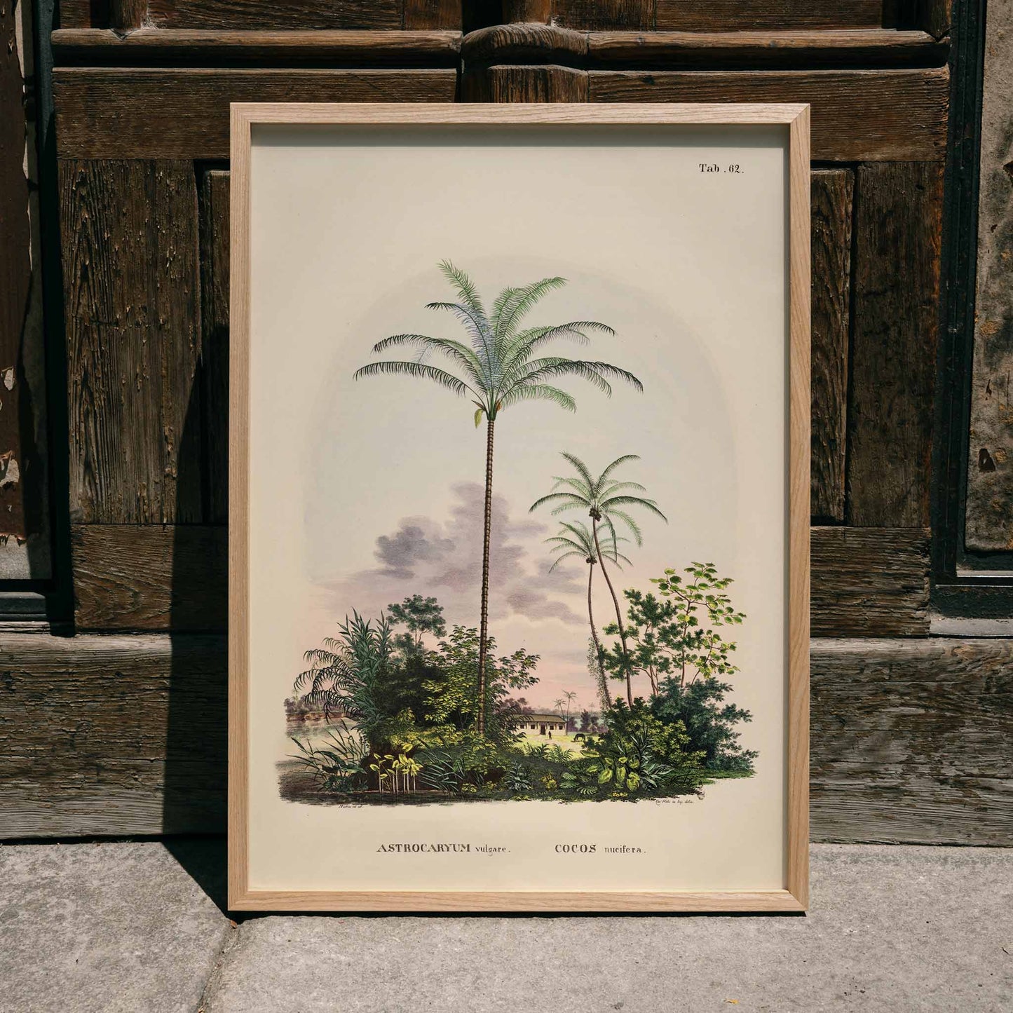 Astrocaryum vulgare botanical illustration and poster of tropical palm trees and lush green plants by Carl Friedrich Philipp von Martius, framed and displayed in home decor