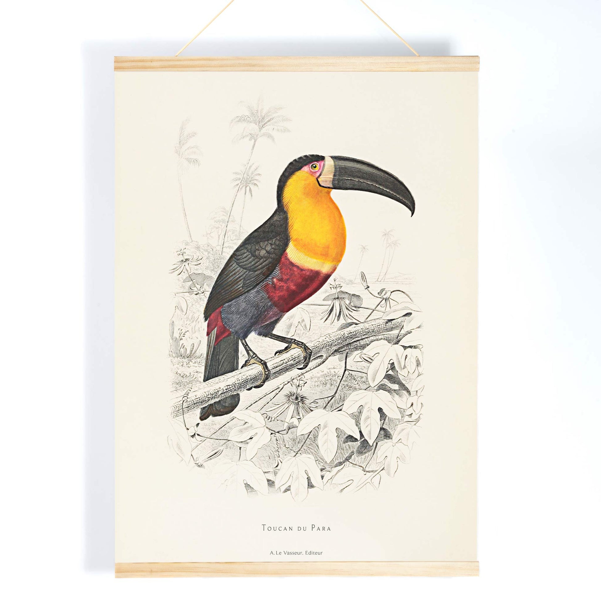 Colorful Toucan du Para perched on a branch poster artwork by Georges Louis Leclerc, with wooden magnetic frame on white background