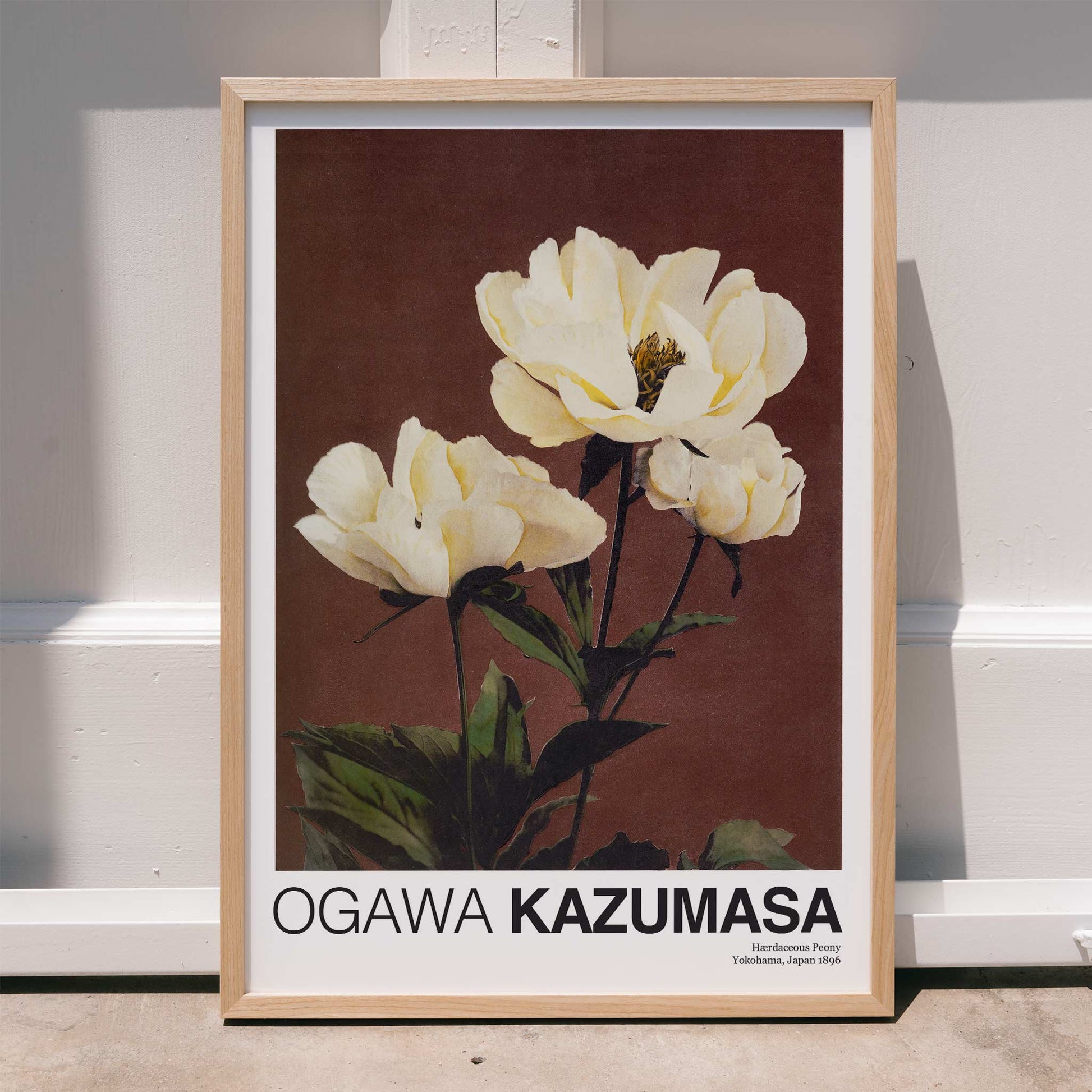 White peony flowers on brown and dark backgrounds from Haerdaceous Peony artwork by Kazumasa Ogawa poster, framed and displayed in home decor