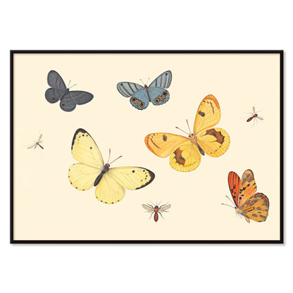 Illustration and poster of butterflies wasp and flies from Five Butterflies a Wasp and Two Flies by Pieter Withoos, with black aluminium frame on white background