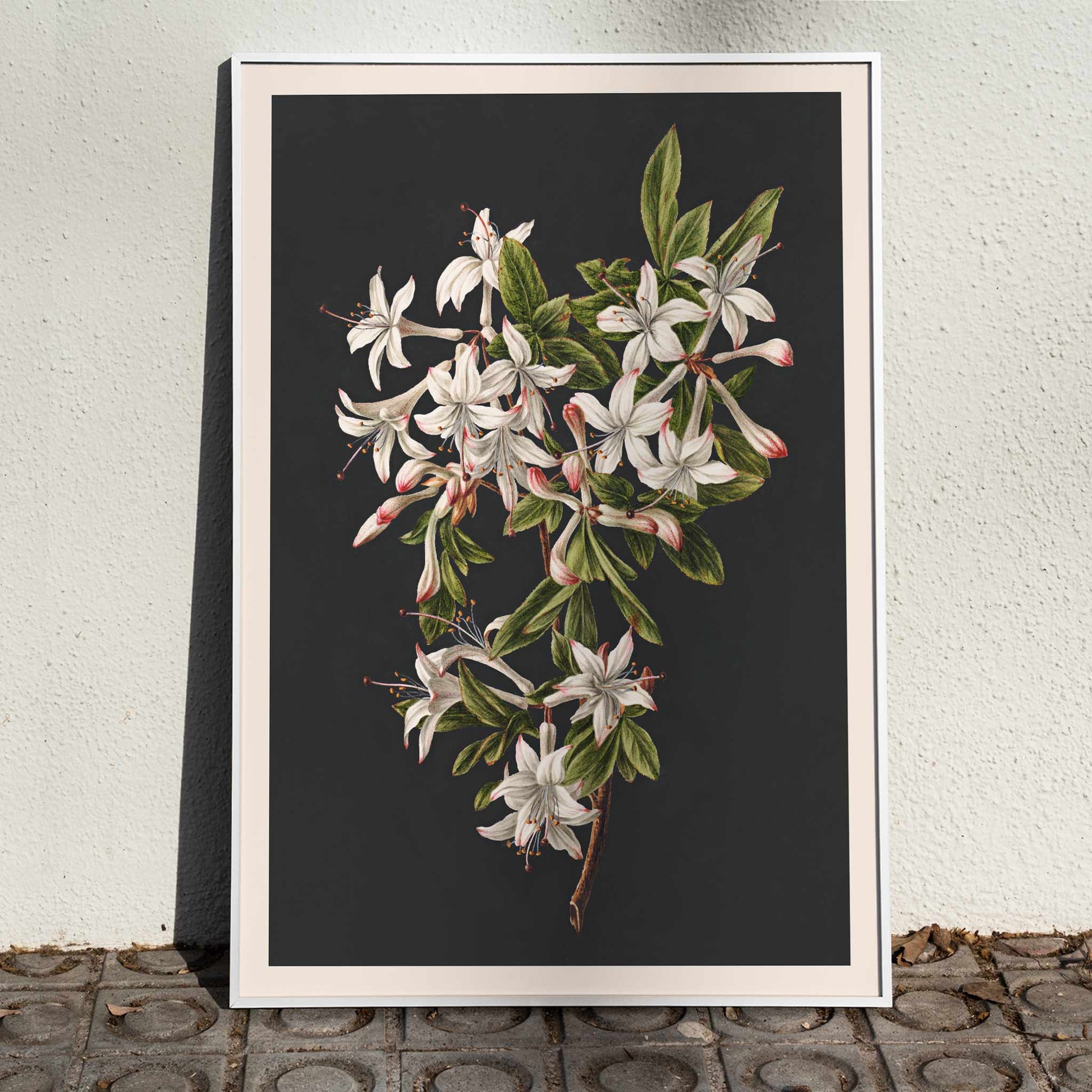 Botanical illustration poster of white azalea flowers and green leaves on a branch by M de Gijselaar titled Branch of Azaleas in Bloom, framed and displayed in home decor