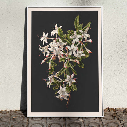 Botanical illustration poster of white azalea flowers and green leaves on a branch by M de Gijselaar titled Branch of Azaleas in Bloom, framed and displayed in home decor