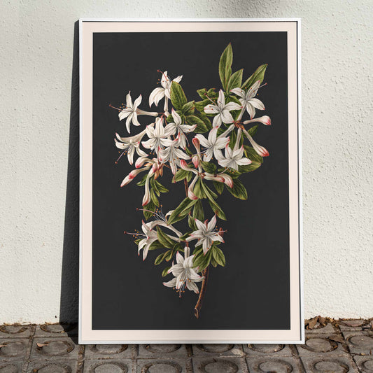 Botanical illustration poster of white azalea flowers and green leaves on a branch by M de Gijselaar titled Branch of Azaleas in Bloom, framed and displayed in home decor