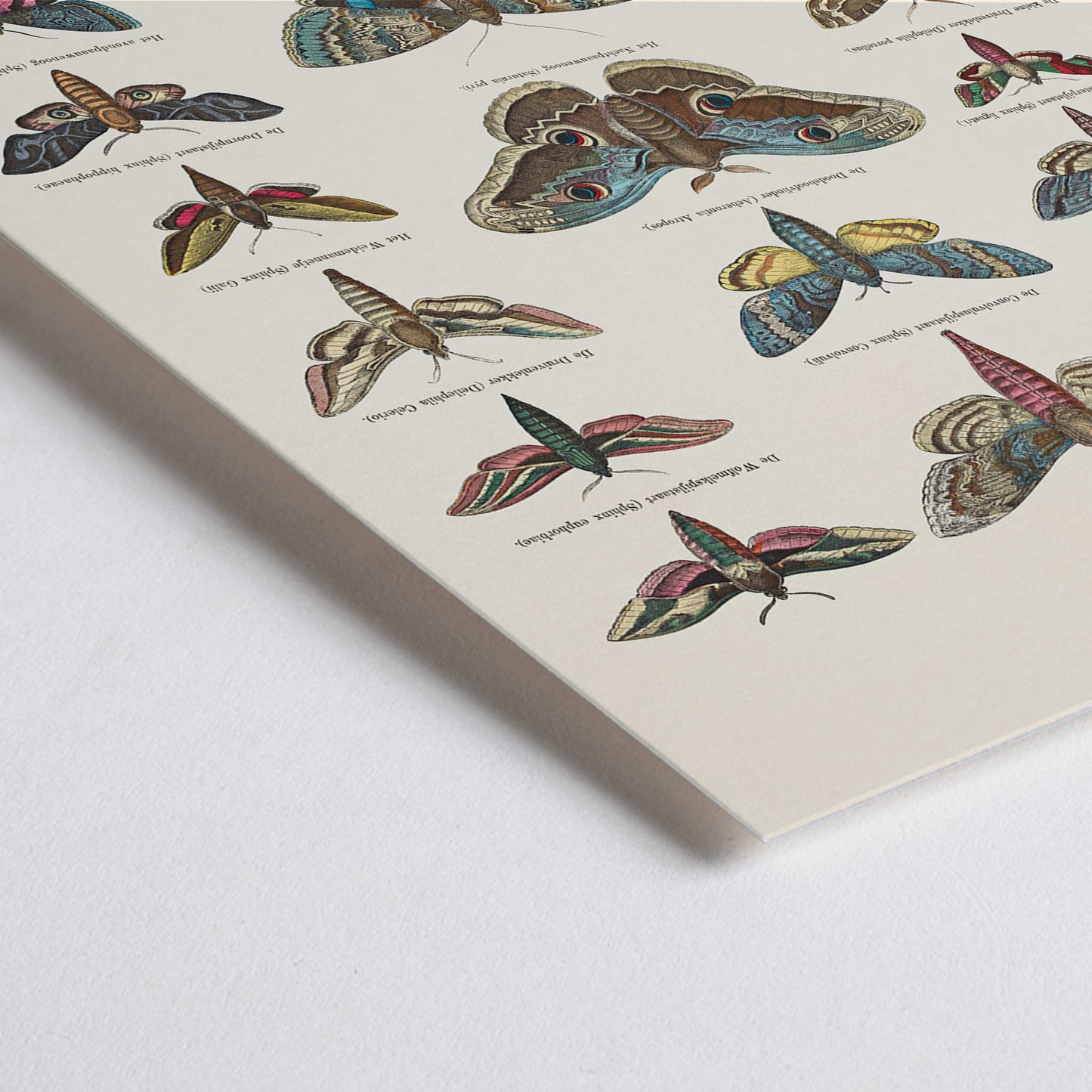 Closeup detail of Colorful vintage illustration and detailed poster of night butterfly species by Ernst Frohlich