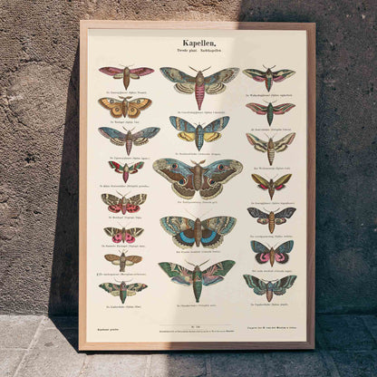 Colorful vintage illustration and detailed poster of night butterfly species by Ernst Frohlich, framed and displayed in home decor