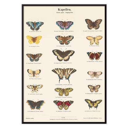 Vintage butterfly illustration and poster showing various butterfly species from Collection of Butterflies by Ernst Frohlich detailed artwork, with black aluminium frame on white background