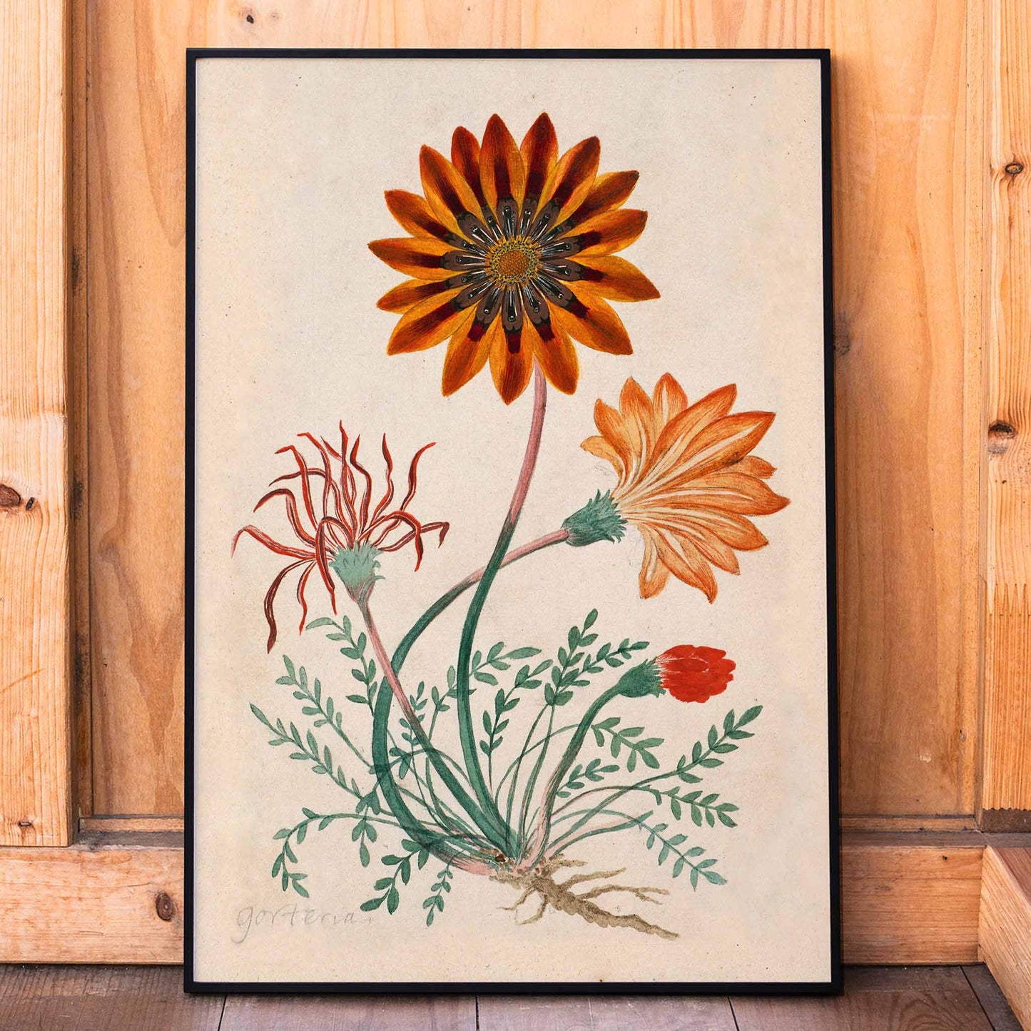Botanical illustration poster of orange and red Gorteria diffusa flowers with green leaves by Robert Jacob Gordon, framed and displayed in home decor