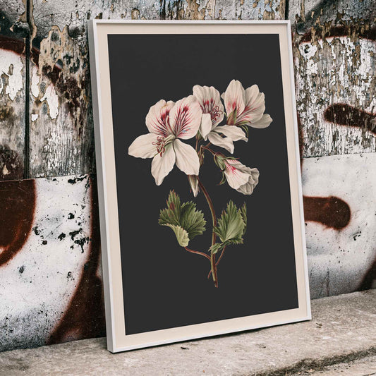 Botanical illustration of Pelargonium flower by M de Gijselaar with white petals and green leaves on dark background poster wall decor, framed and displayed in home decor