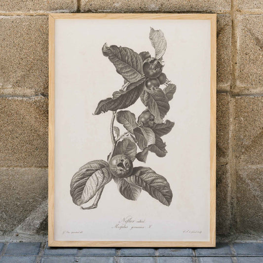 Black and white botanical illustration of medlar fruit and leaves by Pierre Francois Legrand, framed and displayed in home decor
