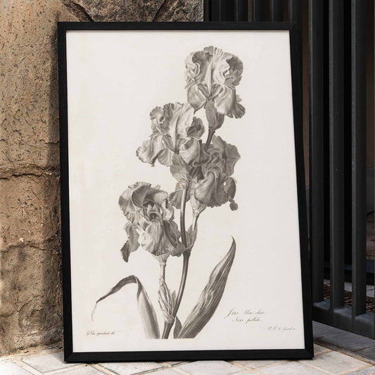 Botanical illustration poster of Blue Dalmatian iris by Pierre Francois Legrand showing detailed iris flowers and leaves in monochrome style, framed and displayed in home decor
