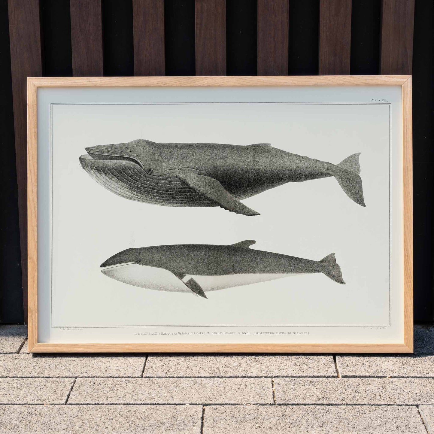 Humpback whale and minke whale illustration and poster by Charles Melville Scammon from Natural history of the cetaceans, framed and displayed in home decor