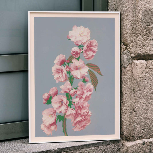 Pink cherry blossom art print by Ogawa Kazumasa delicate flowers on branch poster on grey background, framed and displayed in home decor