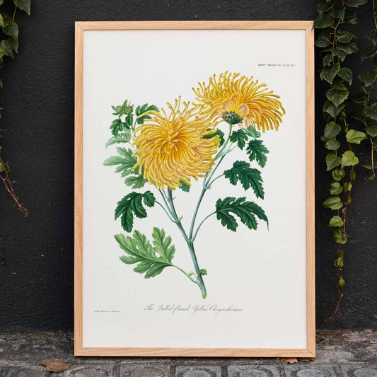 Botanical illustration poster of yellow chrysanthemum flowers and green leaves The Lulled Flame by William Jackson Hooker, framed and displayed in home decor