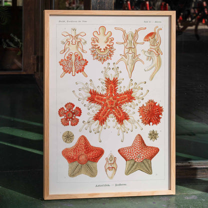 Asteridea illustration lithograph and poster by Adolf Glitsch after Ernst Haeckel showing detailed and colorful starfishes in the Echinodermata phylum, framed and displayed in home decor