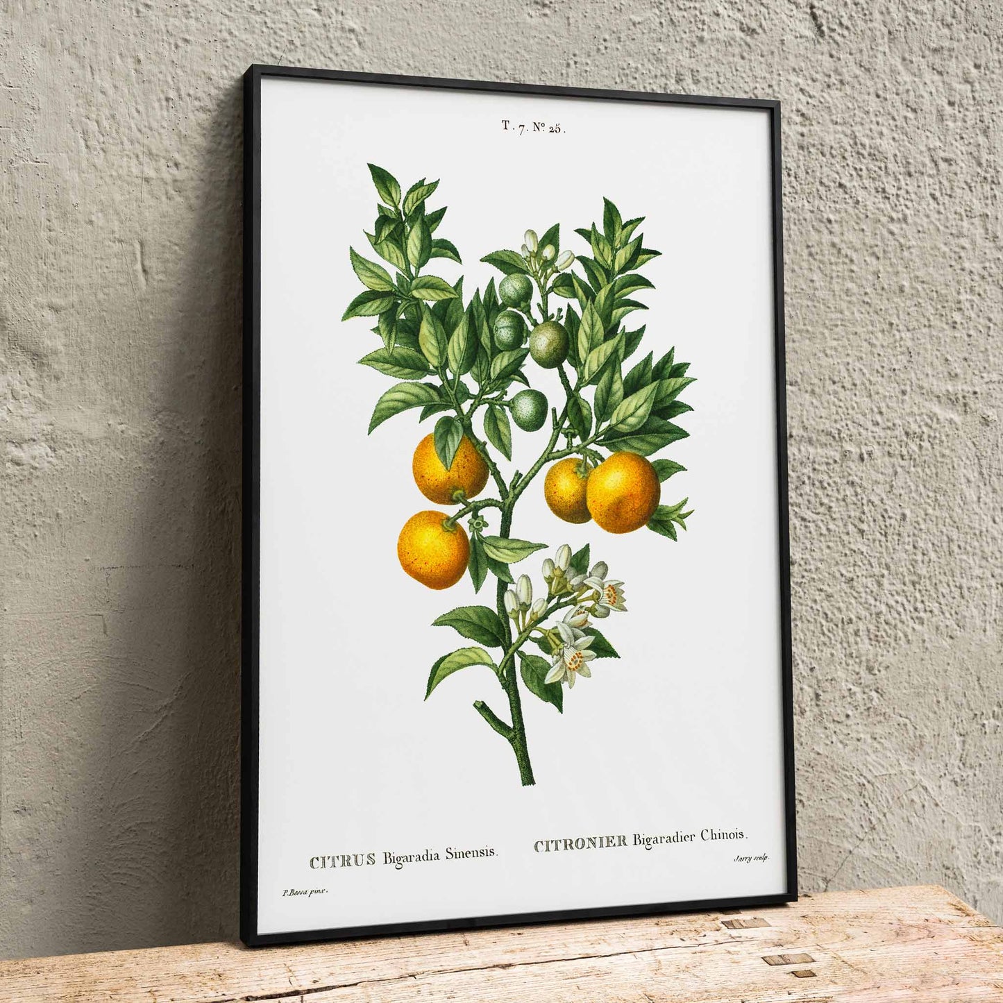 Bitter sweet oranges on a branch botanical illustration by Pierre Joseph Redoute Citrus Bigaradia Sinensis artwork poster, framed and displayed in home decor