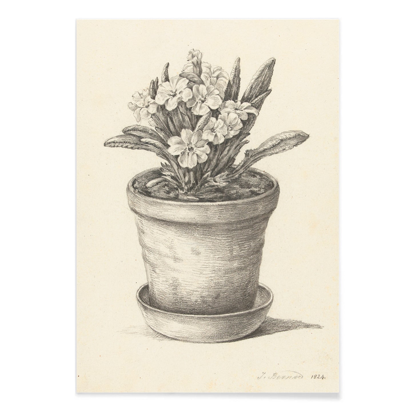 Black and white pencil drawing poster of a flowering plant in a clay pot titled Potplant by Jean Bernard, with black aluminium frame on white background