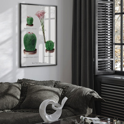 Closeup detail of Botanical illustration and poster of Rainbow Pincushion cactus Easter lily Mammilaria nivea Mammilaria fulvispina Echinopsis Zuccariniana and other cacti from Familie Der Cacteen